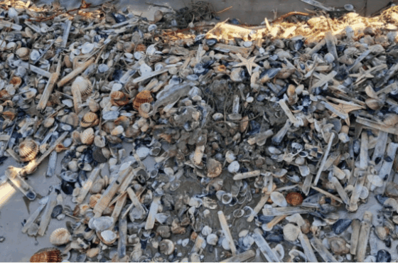 Proroga del fermo della pesca delle vongole nel compartimento di Manfredonia