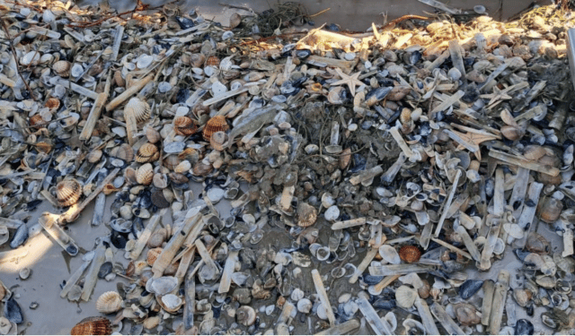 Proroga del fermo della pesca delle vongole nel compartimento di Manfredonia